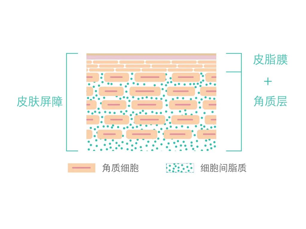 如何減少對(duì)皮膚屏障的傷害.jpg